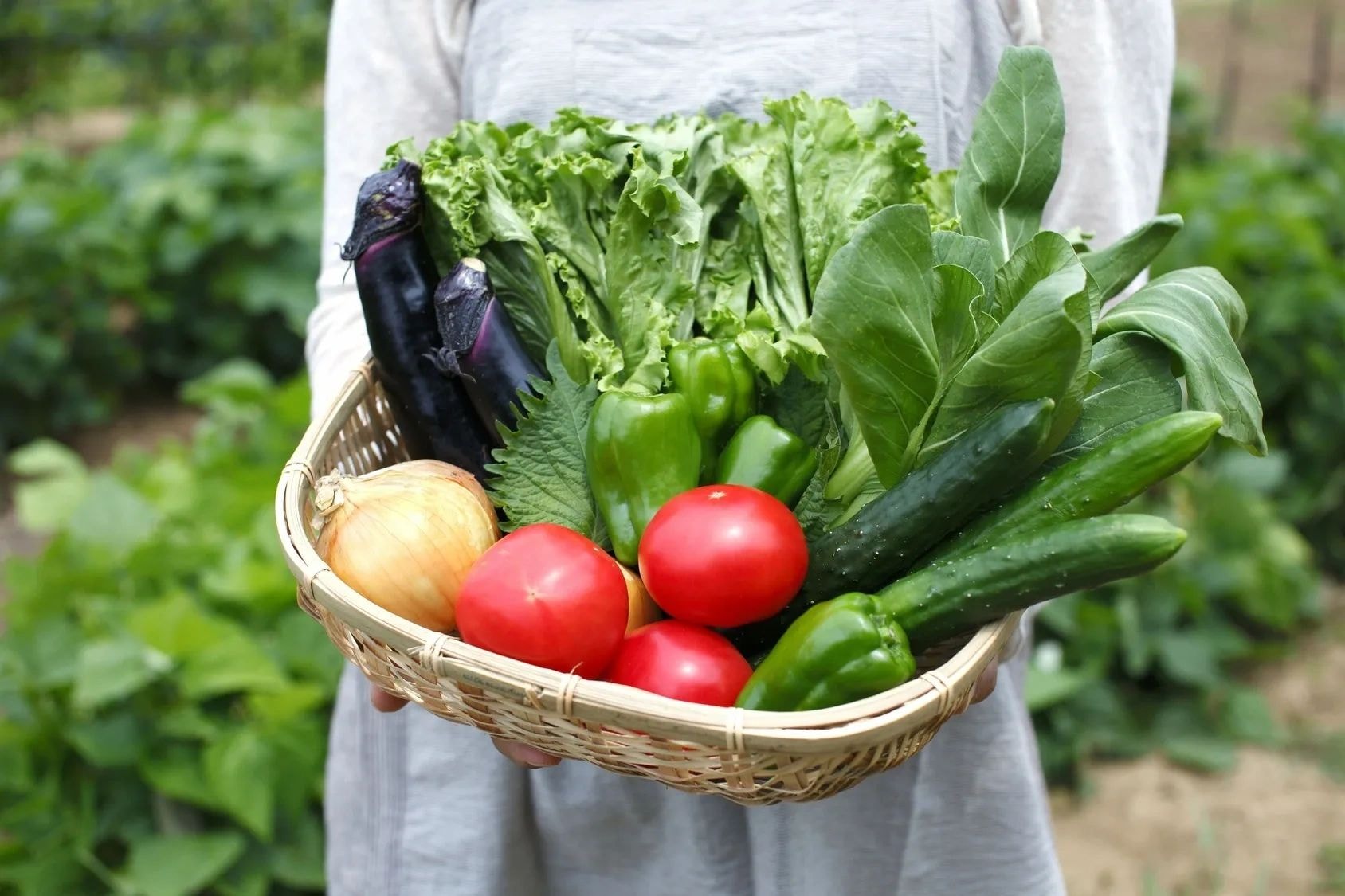 Person holding basket of fresh vegetables from garden